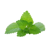 Lemon Balm