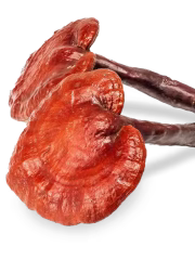 Reishi